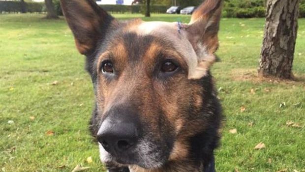 Source: Bedfordshire Cambridgeshire Hertfordshire Police Dogs