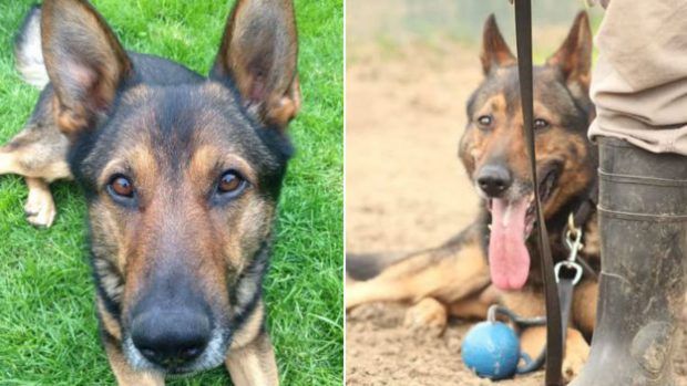 Source: Bedfordshire Cambridgeshire Hertfordshire Dog Unit