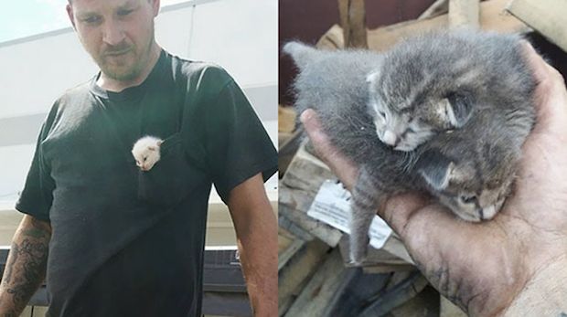 Source: Love Meow Youtube