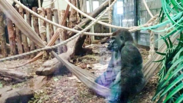 Silverback Gorilla Escapes London Zoo, Almost Joins Harambe in Heaven