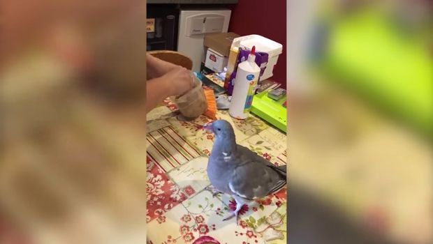 Man’s New Best Friend? Your Views on Pigeons Might Change After Meeting This Family’s Pet