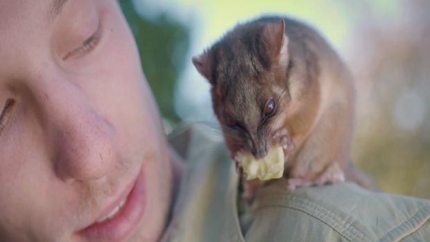 Watch the Adorable Bromance Between a Possum and a Zookeeper