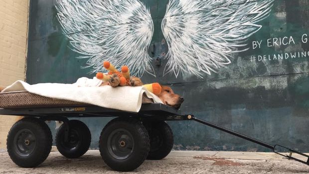 Man Gives His Dog Battling Cancer a Wagon Ride Around Town