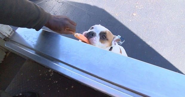 Ditching Dog Treats for Popsicles, Bull Dog Becomes Frequent Ice Cream Truck Customer