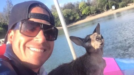 Watch: Tour Boat in Australia Saves Drowning Wallaby After Dog Chased It to Water