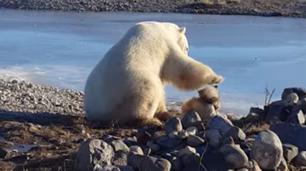 This Amazing Polar Bear Kisses and Pets an Eskimo Dog - Definition.org