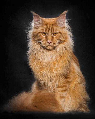 Photographer Robert Sijka Captures the Beauty of Maine Coon Cats ...