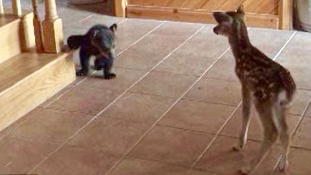 Full Video of a Baby Bear and a Baby Deer Meeting Each Other Just Surfaced