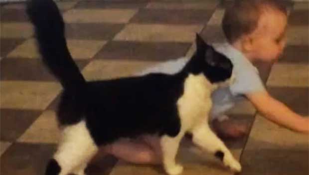 Watch This Adorable Kitten Match a Baby Step-for-Step