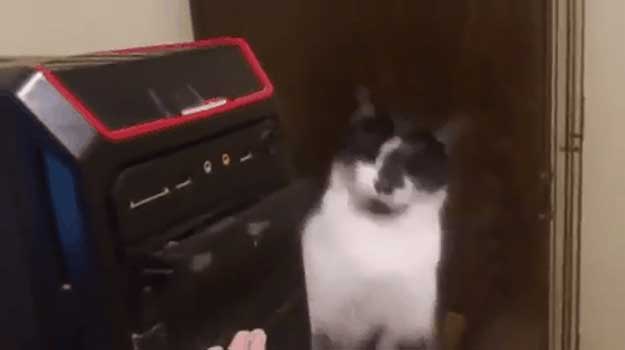 Watch This Cat Have Its Mind Blown by Opening CD-Rom Drive