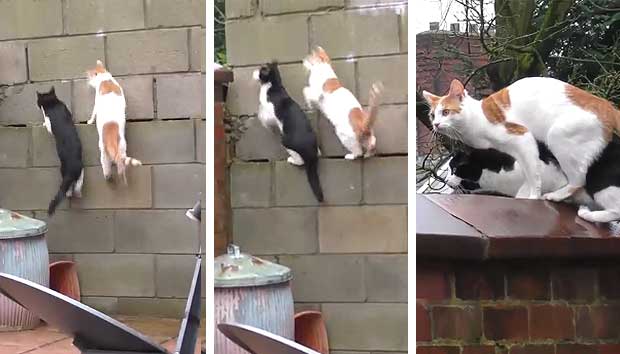 Cats’ Simultaneous Jump for a Ledge Ends With Priceless Results