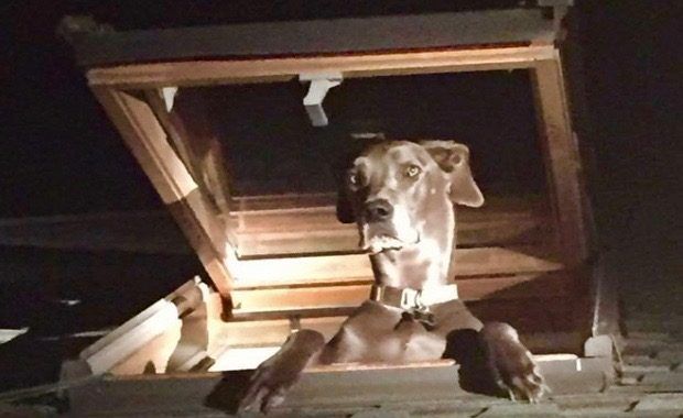 Cops Get Frantic 911 Burglary Call, Burst Out Laughing When They Find Out It’s the Family Dog