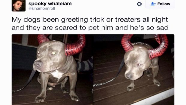 This Pit Bull Cried – Like the Rest of the Internet – Because Scared Kids Wouldn’t Pet Him On Halloween