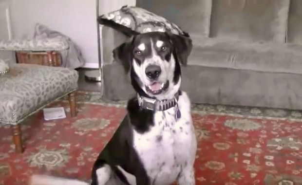 Source: Pets Add Life/Youtube