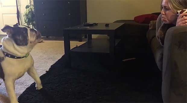 Watch This English Bulldog Adorably Attempt to ‘Catch Fart Noises’