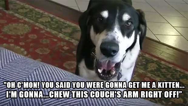 Man Hilariously Narrates Dog’s Thoughts as He Tells the Dog He Adopted a Kitten