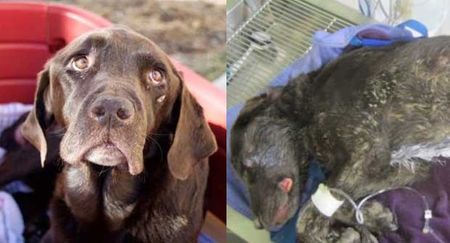 Family of Lost Dog Makes Shocking Find After Month Search