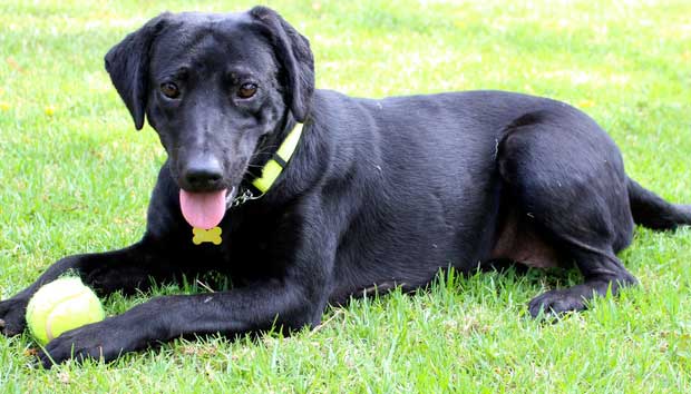 Neglected Dog Found With Unbelievable Tick Infestation Recovers, Gets ...