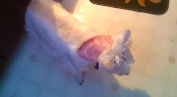 Watch Confused Pup Become Mystified by ‘Disappearing’ Snack