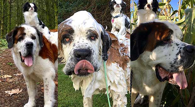 Adorable Little Dog Gets Ultimate Piggy Back Rides From Big Brother Everywhere They Go