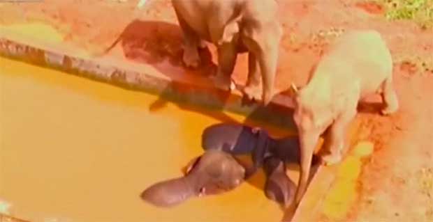 Caring Elephants Stay Close By Family Members Stuck in a Pool Until Rescue Workers Can Save Them