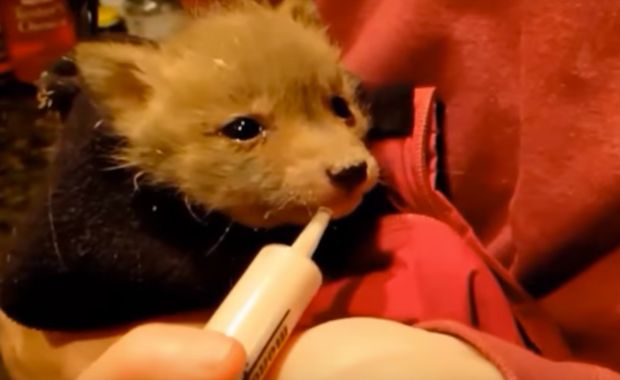Baby Fox Was Given a Second Chance When Family Stumbles Upon Her in the Woods