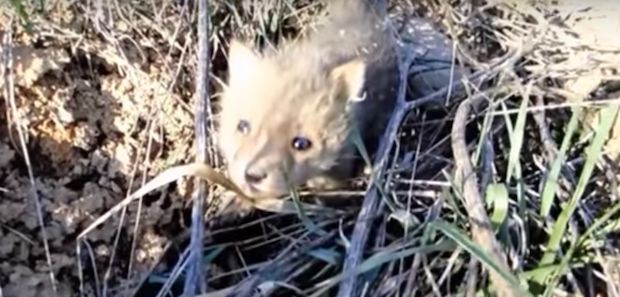 Source: Aquachigger YouTube