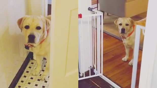Woman Documents Stalker, Turns Out to Be Her Adorable Labrador