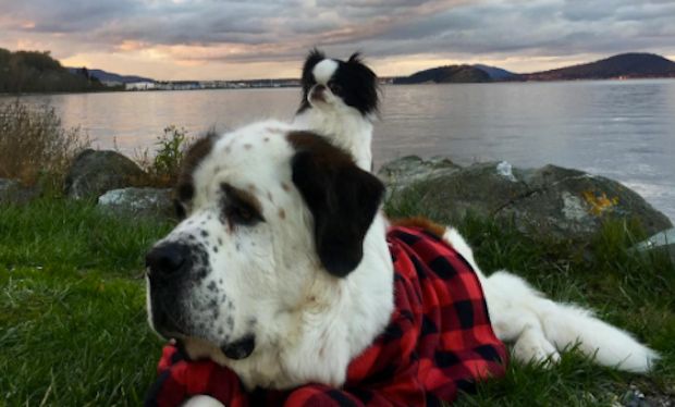 Source: Instagram blizzardandlulu