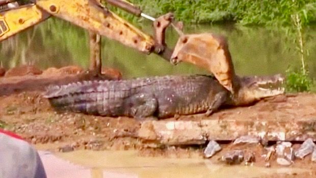 Giant 17-Foot Crocodile Rescued From Sri Lankan Canal Is Like Real Life Godzilla