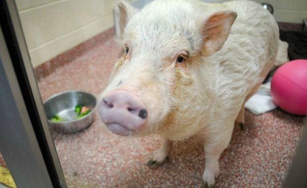 Missy, the Potbelly Pig, Once Sent to Butcher Now Lives on Loving Farm