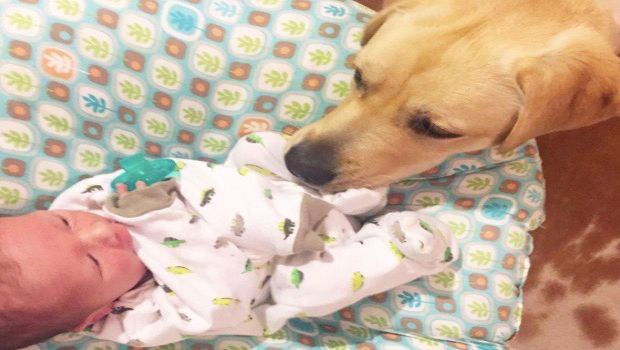 Meet Peanut the Lab, the Best Big Brother an Infant Can Have