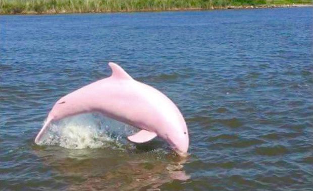 Meet Pinkie, the Extremely Rare Albino Dolphin