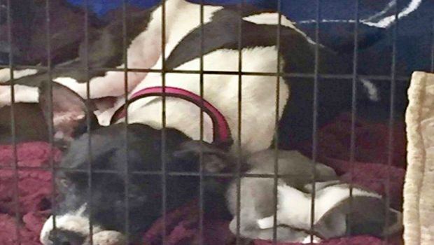 Story of Mother Pit Bull and Pup Reuniting May Make You Cry