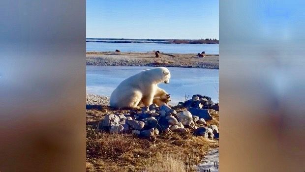 Best Friends Forever? Polar Bear Encounters Little Dog, Proceeds to Pet Him