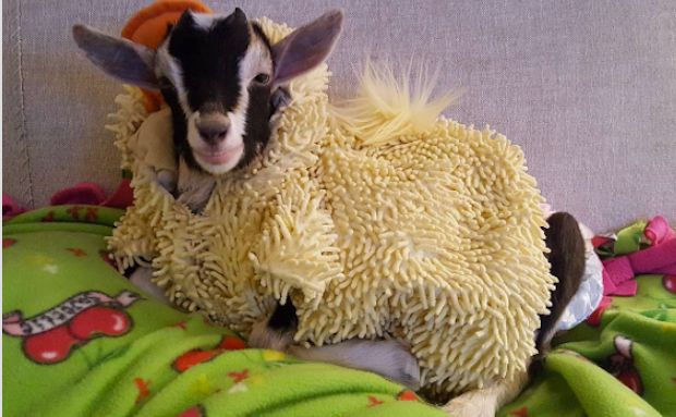 This Adorable Rescue Goat Wears a Duck Costume to Calm Her Anxiety