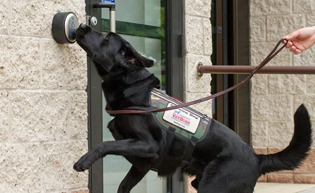 Source: America's VetDogs.org