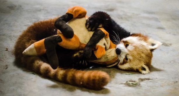Take a Break From the Stress of Election Day and Watch These Red Pandas Play