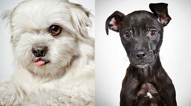 Famed Fashion Photographer’s Glamour Shots Help Puppies Get Adopted