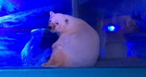 ‘World’s Saddest Polar Bear’ Is Finally Getting a New Home