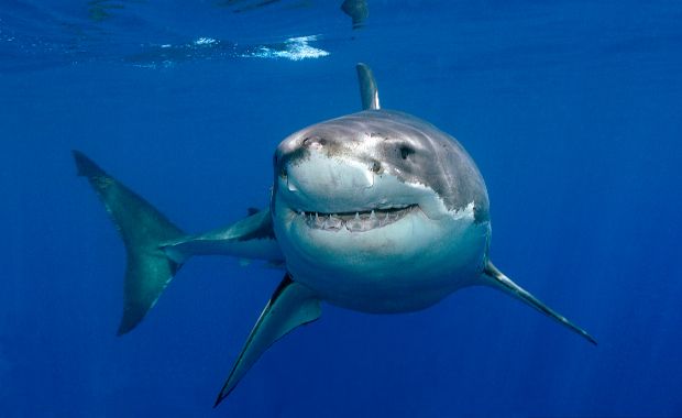 Shark Attack Leads to Cancer Discovery, Saves Man’s Life