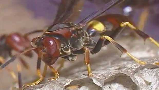 Brazilian Wasp’s Venom May Hold Key to Curing Cancer