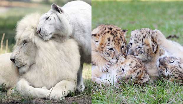 White Lion and White Tiger Give Birth to First-Ever White Liger Cubs