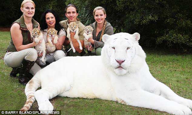 white liger cubs