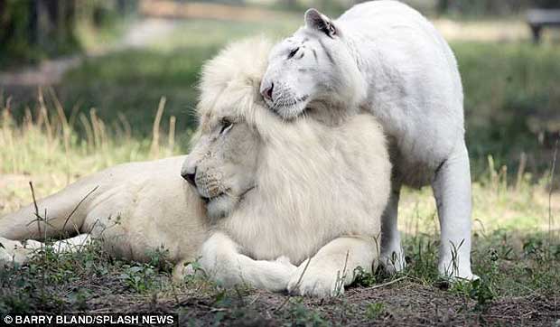 white liger cubs