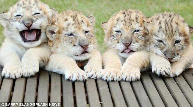 white liger cubs