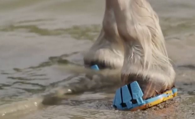 Source: Megasus Horserunners/Facebook