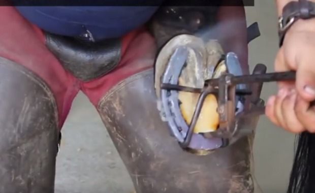 Source: Megasus Horserunners/Facebook