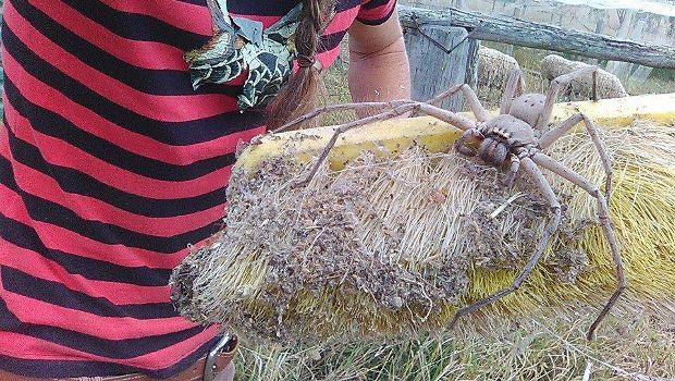 Have You Met Charlotte the Gigantic Spider? She’s Terrifyingly Cute!