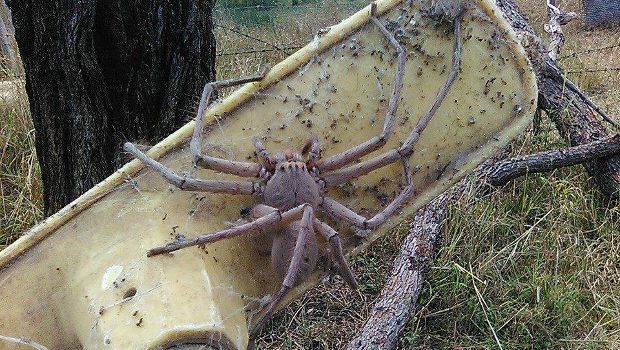 Source: Facebook/Barnyard Betty's Rescue